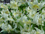 Erythronium californica White Beauty